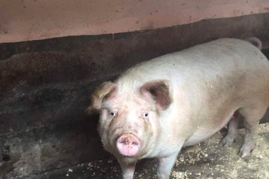 Umusore yapfuye mu bintu bitunguranye nyuma yuko ahawe ikiraka cyo gutwara ingurube