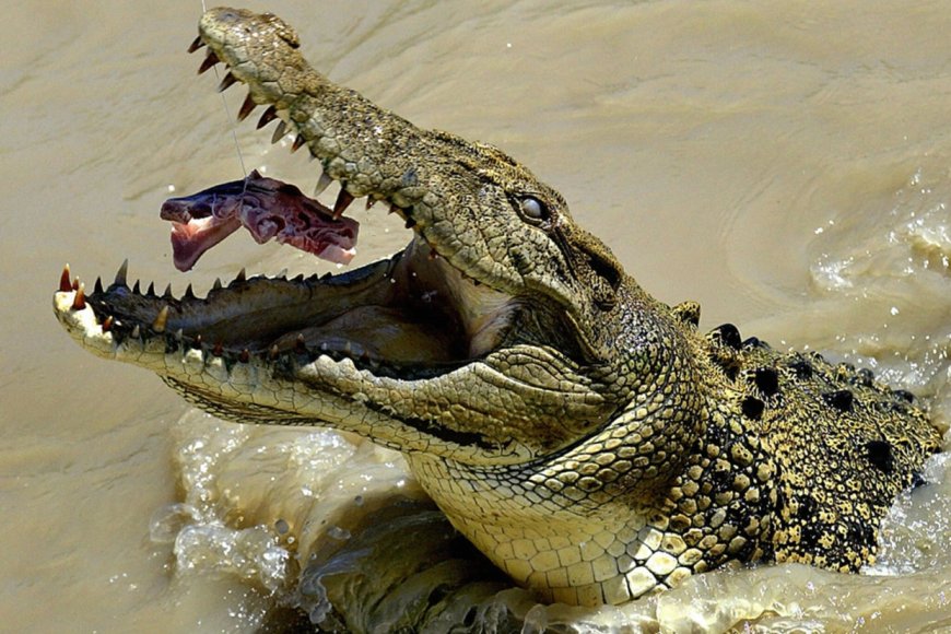 Umwana w'imyaka 12 wari waburiwe irengero basanze yarariwe n'ingona