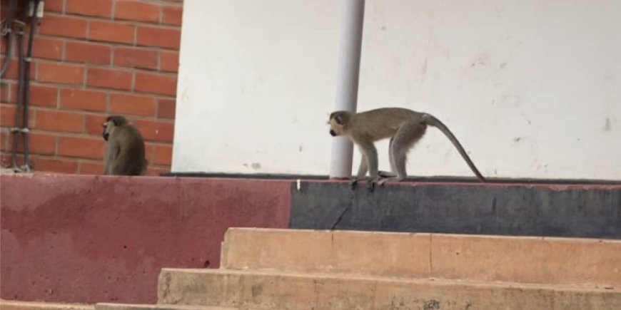 Inkende zagabye igitero ku biro by’Akarere zituma abakozi bakora ibidakwiye