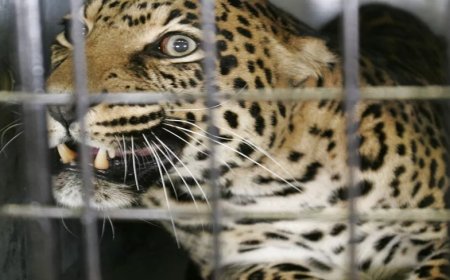 Afurika y'Epfo: Ingwe yagabye igitero mu kigo cya gisirikare