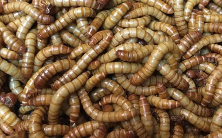 Muri Repubulika Iharanira Demokarasi ya Congo iminyorogoto yabaye imari ishyushye mu kurwanya imirire mibi mu bana