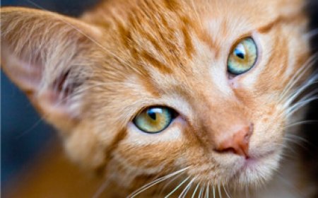 Abatunze injangwe imitima yabo irahagaze