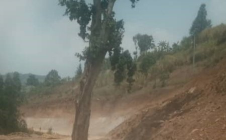 Burera: Dore Igiti cy’idasanzwe cyatumye bayobya umuhanda wa kaburimbo uri kubakwa