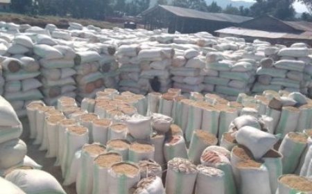 Amakuru meza ku bahinzi bo mu karere ka Rusizi bari bafite Umuceri wari waraheze ku mbuga mu Bugarama