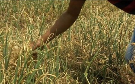 Rubavu: Abahinzi b’ibitunguru bavuga ko byatangiye kuborera mu mirima nyuma y’uko babuze isoko ryabyo