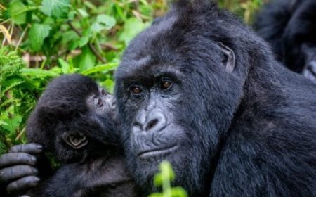 Hatangajwe itariki igikorwa gikunze gumanura abanyamahanga batagira ingano baza mu Rwagasabo   kizabera