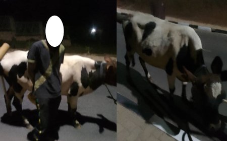 Muhanga: Abajura babiri barimo uw'imyaka 17 bafashwe mpiri bashoreye inka ebyiri umwe aratoroka