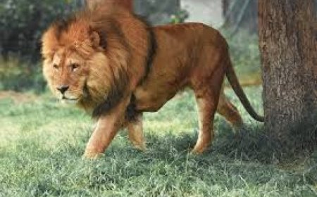 Perezida wa Tanzania Samia Hassan Suluhu yasabye ko intare yakwitwa Tundu Lisu