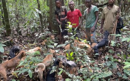 RDC: Imbwa eshanu n’ingurube enye zororerwa mu rugo zishwe n’icyorezo cy’Ubushita bw’Inkende