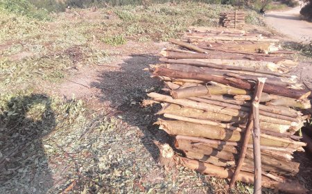 Kamonyi: Abaturage baratabaza kubera ishyamba riri gutemwa umusozi ugasigara wambaye ubusa