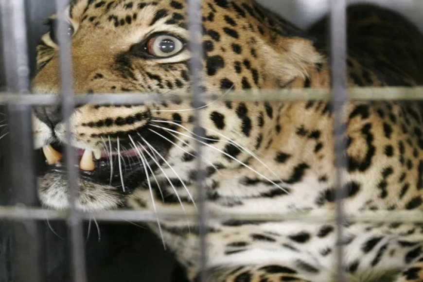 Afurika y'Epfo: Ingwe yagabye igitero mu kigo cya gisirikare