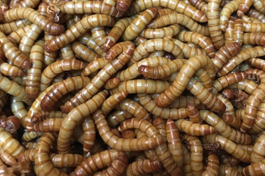 Muri Repubulika Iharanira Demokarasi ya Congo iminyorogoto yabaye imari ishyushye mu kurwanya imirire mibi mu bana