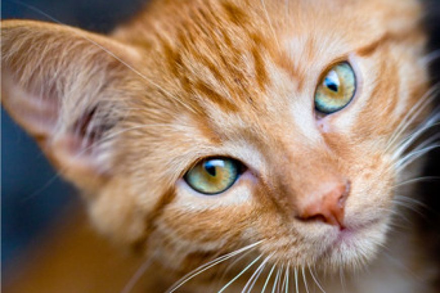 Abatunze injangwe imitima yabo irahagaze