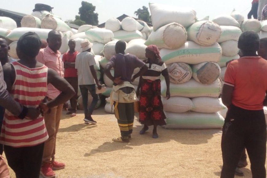 Rusizi: Abahinzi b’umuceri bavuga ko bamaze kugurisha toni 2600 gusa muri Toni zirenga 7000 bejeje