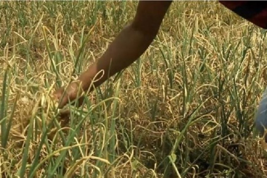 Rubavu: Abahinzi b’ibitunguru bavuga ko byatangiye kuborera mu mirima nyuma y’uko babuze isoko ryabyo