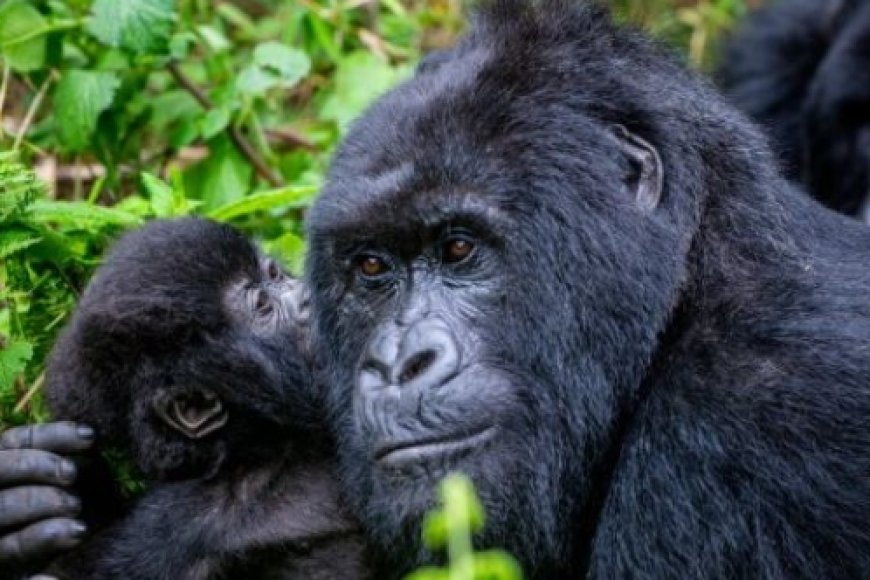 Hatangajwe itariki igikorwa gikunze gumanura abanyamahanga batagira ingano baza mu Rwagasabo   kizabera