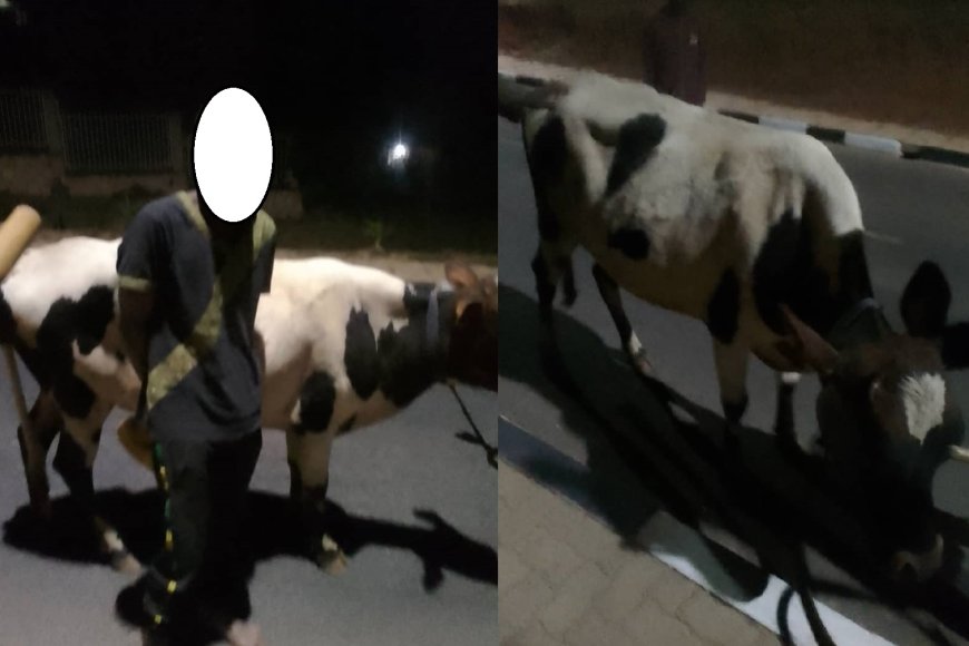 Muhanga: Abajura babiri barimo uw'imyaka 17 bafashwe mpiri bashoreye inka ebyiri umwe aratoroka