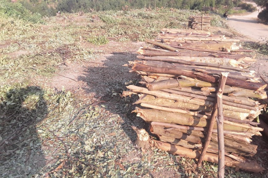 Kamonyi: Abaturage baratabaza kubera ishyamba riri gutemwa umusozi ugasigara wambaye ubusa