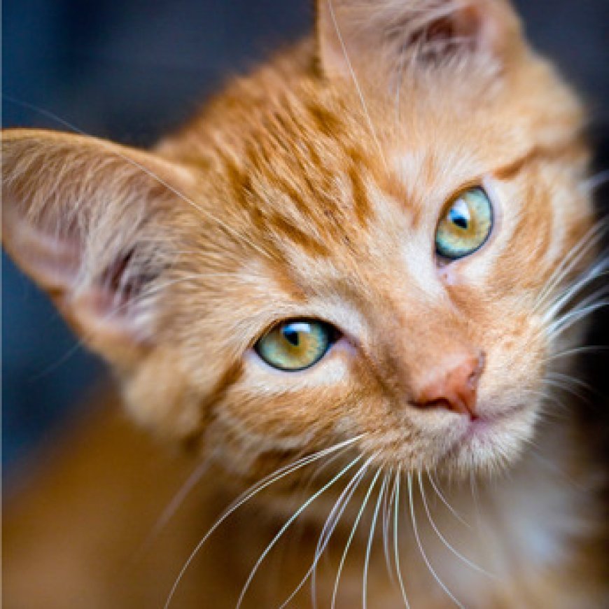 Abatunze injangwe imitima yabo irahagaze