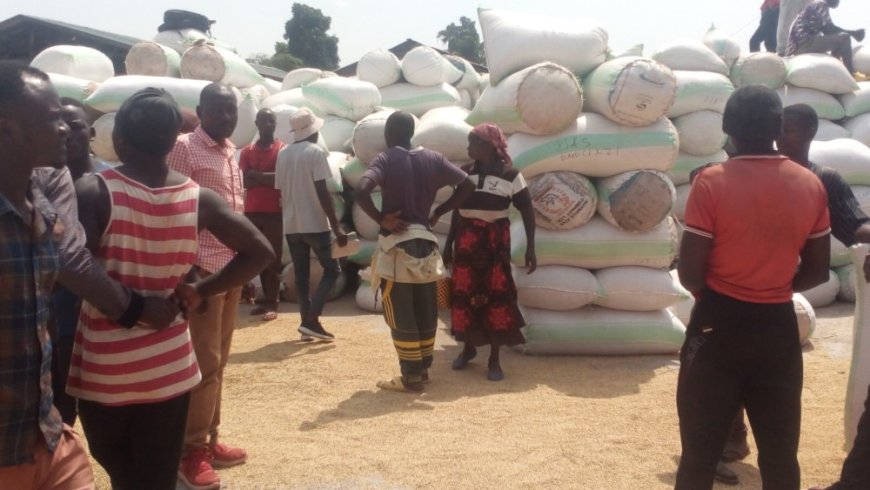 Rusizi: Abahinzi b’umuceri bavuga ko bamaze kugurisha toni 2600 gusa muri Toni zirenga 7000 bejeje