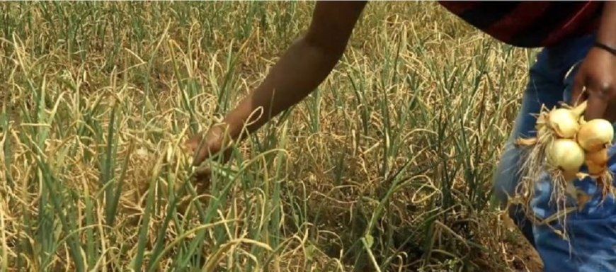 Rubavu: Abahinzi b’ibitunguru bavuga ko byatangiye kuborera mu mirima nyuma y’uko babuze isoko ryabyo