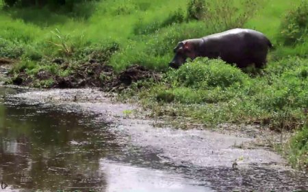 Kayonza: Abaturage bahangayikishijwe n’imvubu zaje gutura mu cyuzi