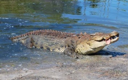 Ngoma: Umugabo w'imyaka 34 wagiye kuroba amafi mu kiyaga cya Sake yishwe n'ingona