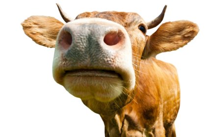 Umusore witwa Ndikumana yatawe muri yombi, nyuma yo gusambanya Inka y’umuturanyi KU gahato!