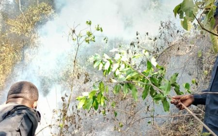 Nyamasheke: Hegitari n’igice za Pariki ya Nyungwe zafashwe n’inkongi y’umuriro abaturage baratabara