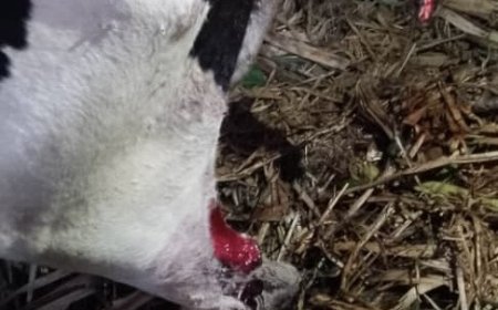 Nyamasheke: Yabutse mugitondo nkibisanzwe asanga batemye inka ye yariri mkiraro