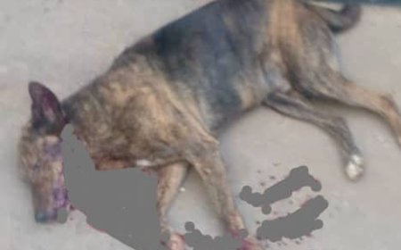 Muhanga: Abagizi ba nabi bashatse kumwivugana Imana igakinga ukuboko bica imbwa ye