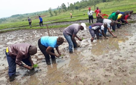 Kirehe: Abahinzi baratabaza nyuma yo kwamburwa none abanyeshuri bakaba baheze mu rugo