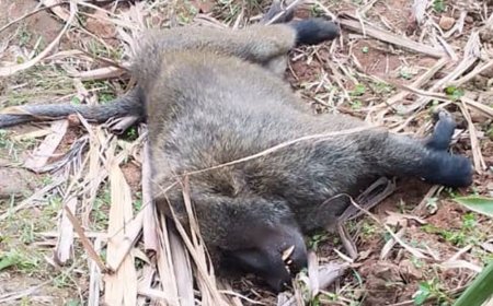 Nyamasheke: Umugabo w'imyaka 32 ari guhigishwa uruhindu nyuma yo kwica igitera kivuye muri Pariki ya Nyungwe