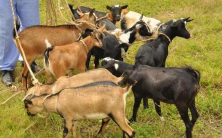 Karongi: Haravugwa ubujura bw’amatungo magufi bumaze gufata intera ndende mudugudu akaza kumwanya wambere