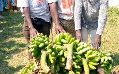 Nyamasheke: Abasore batatu bafatwanwe ibitoki bibye bari kubigurisha mu isoko