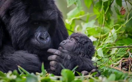 ku nshuro ya 20 Abana 22 b’ingagi nibo bagiye kwitwa amazina