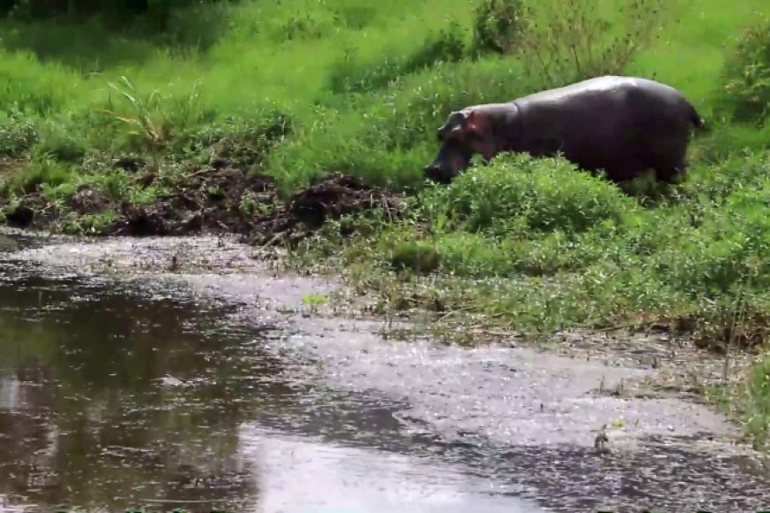 Kayonza: Abaturage bahangayikishijwe n’imvubu zaje gutura mu cyuzi