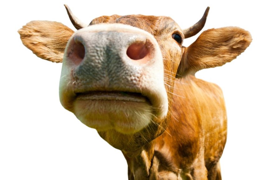 Umusore witwa Ndikumana yatawe muri yombi, nyuma yo gusambanya Inka y’umuturanyi KU gahato!