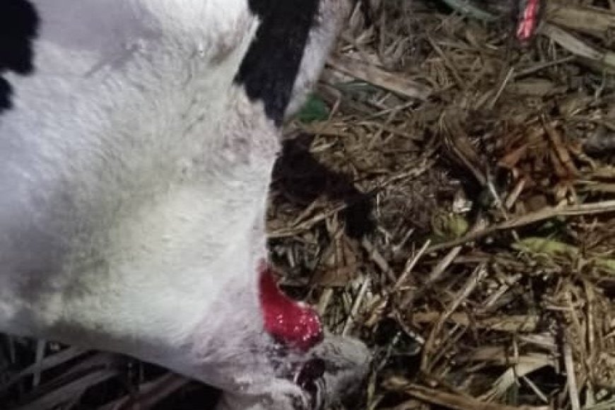 Nyamasheke: Yabutse mugitondo nkibisanzwe asanga batemye inka ye yariri mkiraro