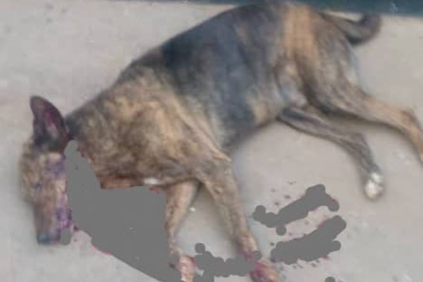 Muhanga: Abagizi ba nabi bashatse kumwivugana Imana igakinga ukuboko bica imbwa ye