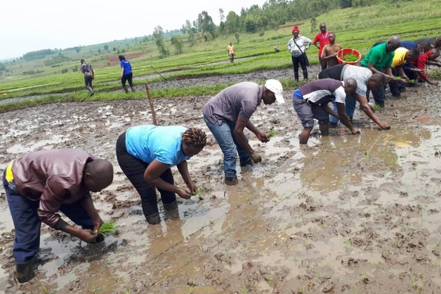 Kirehe: Abahinzi baratabaza nyuma yo kwamburwa none abanyeshuri bakaba baheze mu rugo