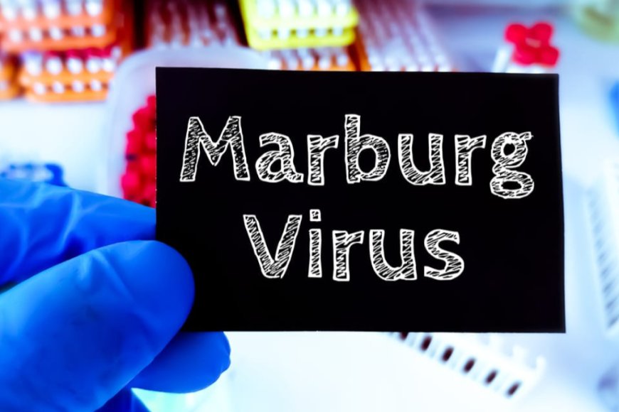 Amakuru aheruka ku cyorezo cya Marburg mu Rwanda | yatangajwe ku wa  05-10-2024