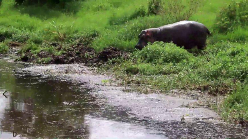Kayonza: Abaturage bahangayikishijwe n’imvubu zaje gutura mu cyuzi