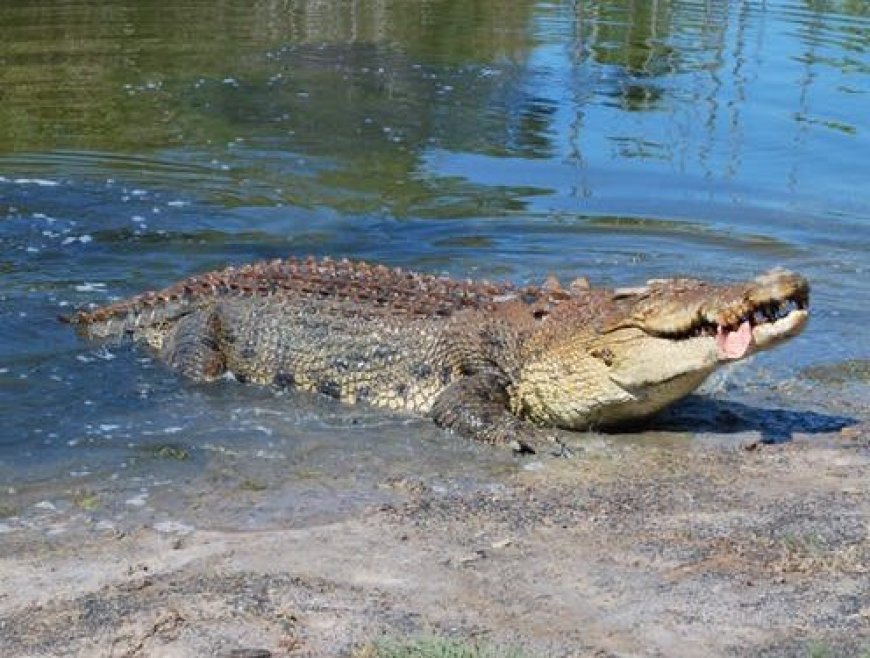 Ngoma: Umugabo w'imyaka 34 wagiye kuroba amafi mu kiyaga cya Sake yishwe n'ingona
