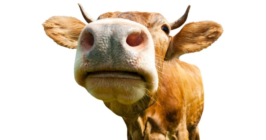 Umusore witwa Ndikumana yatawe muri yombi, nyuma yo gusambanya Inka y’umuturanyi KU gahato!