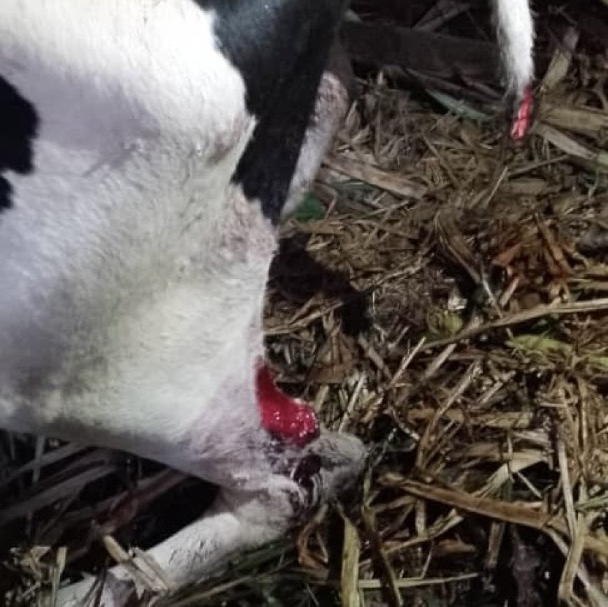 Nyamasheke: Yabutse mugitondo nkibisanzwe asanga batemye inka ye yariri mkiraro