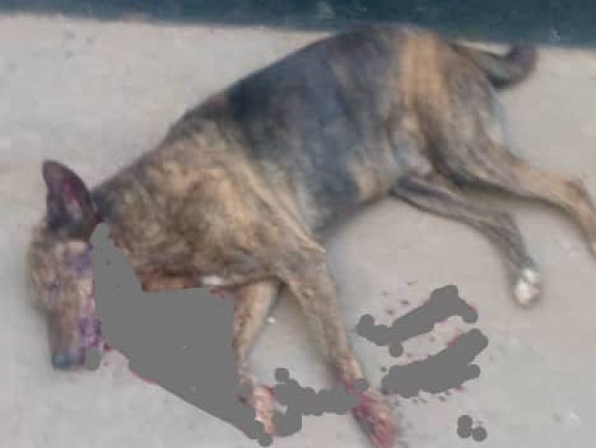 Muhanga: Abagizi ba nabi bashatse kumwivugana Imana igakinga ukuboko bica imbwa ye