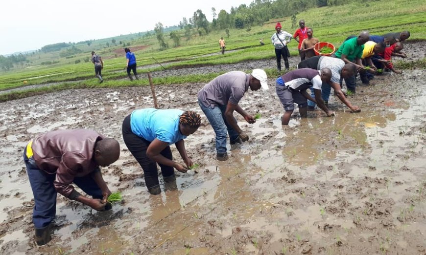 Kirehe: Abahinzi baratabaza nyuma yo kwamburwa none abanyeshuri bakaba baheze mu rugo
