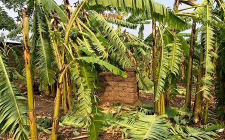 Ikigo cy’u Rwanda gishinzwe Ubumenyi bw’Ikirere (Meteo Rwanda) cyatangaje ko hateganyijwe umuyaga mwinshi mu bice bitandukanye by’Igihugu