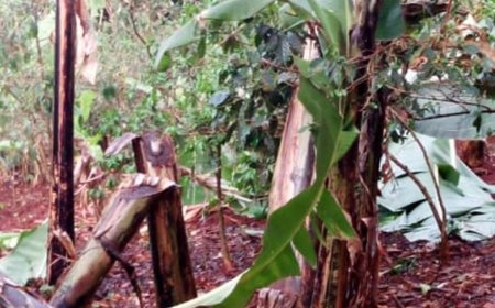 Nyamasheke: Abavandimwe 7 basubiranyemo bamwe bafata imipanga batema insina z’abandi ndetse batema n’iza nyina ubabyara